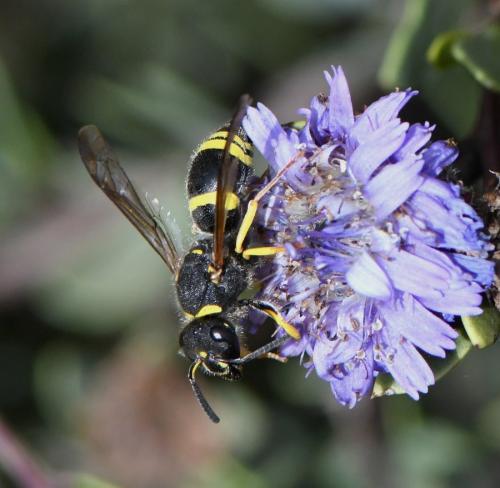 Ancistrocerus sp.
